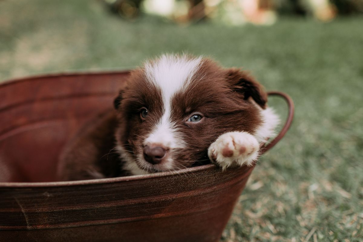 A Border Collie puppy curled up in a basket