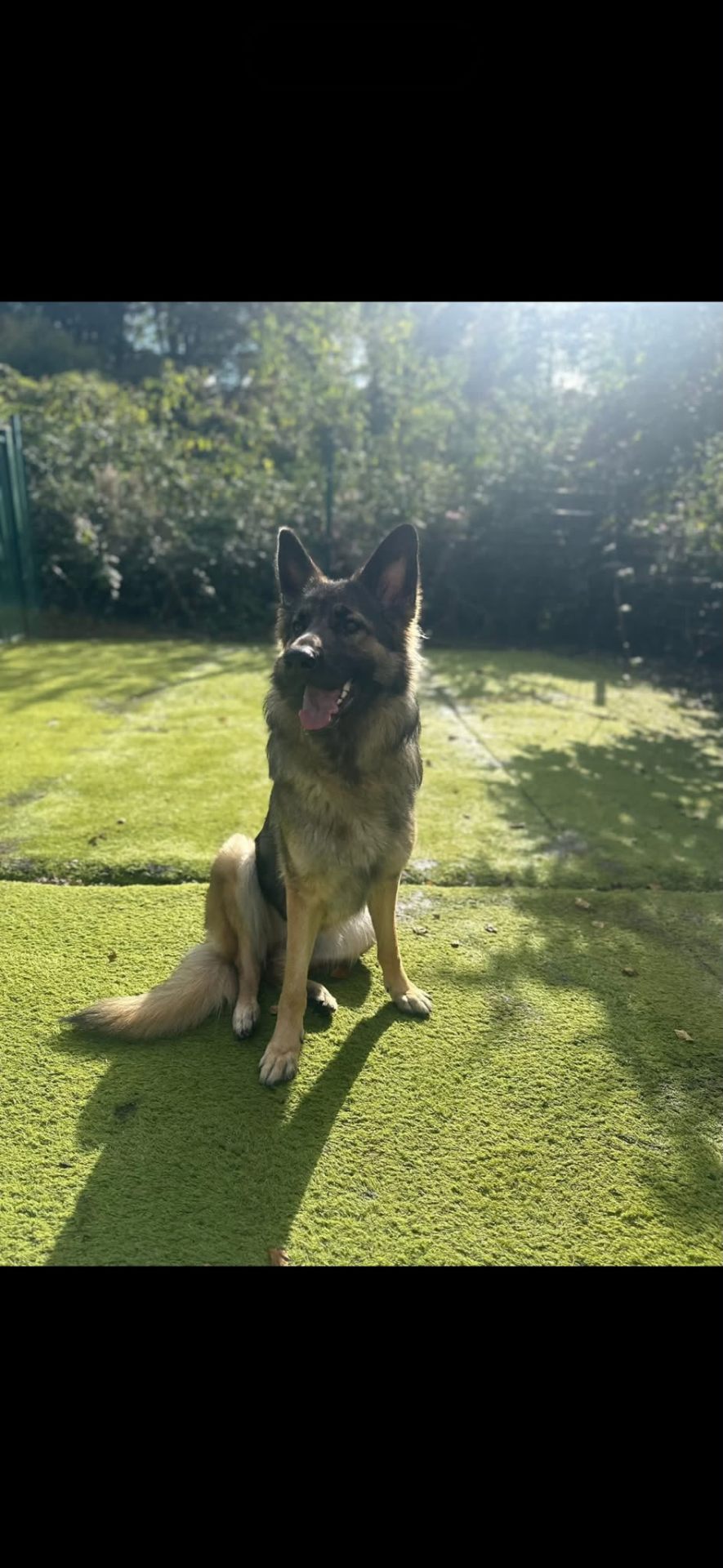 German Shepherd sitting on AstroTurf in the sunshine