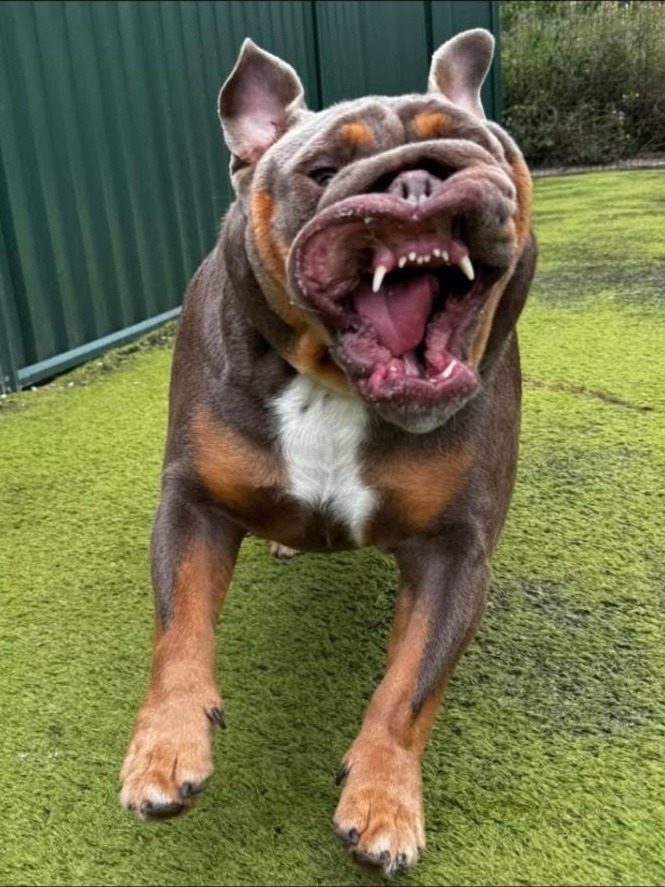 Happy bulldog running on the AstroTurf play area