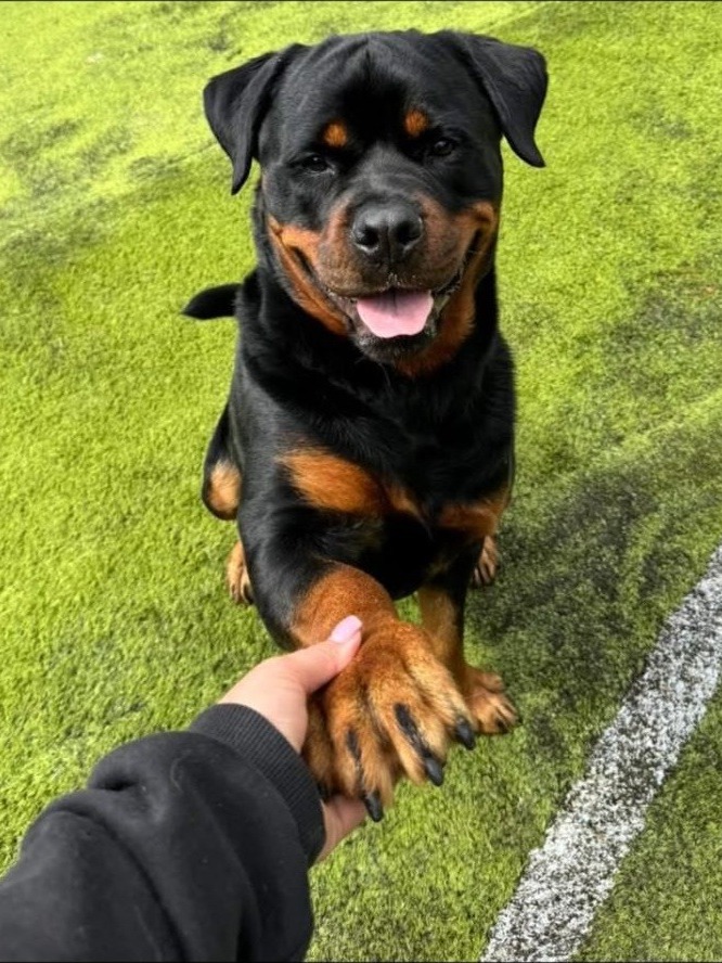 Rottweiler offering a paw on the AstroTurf