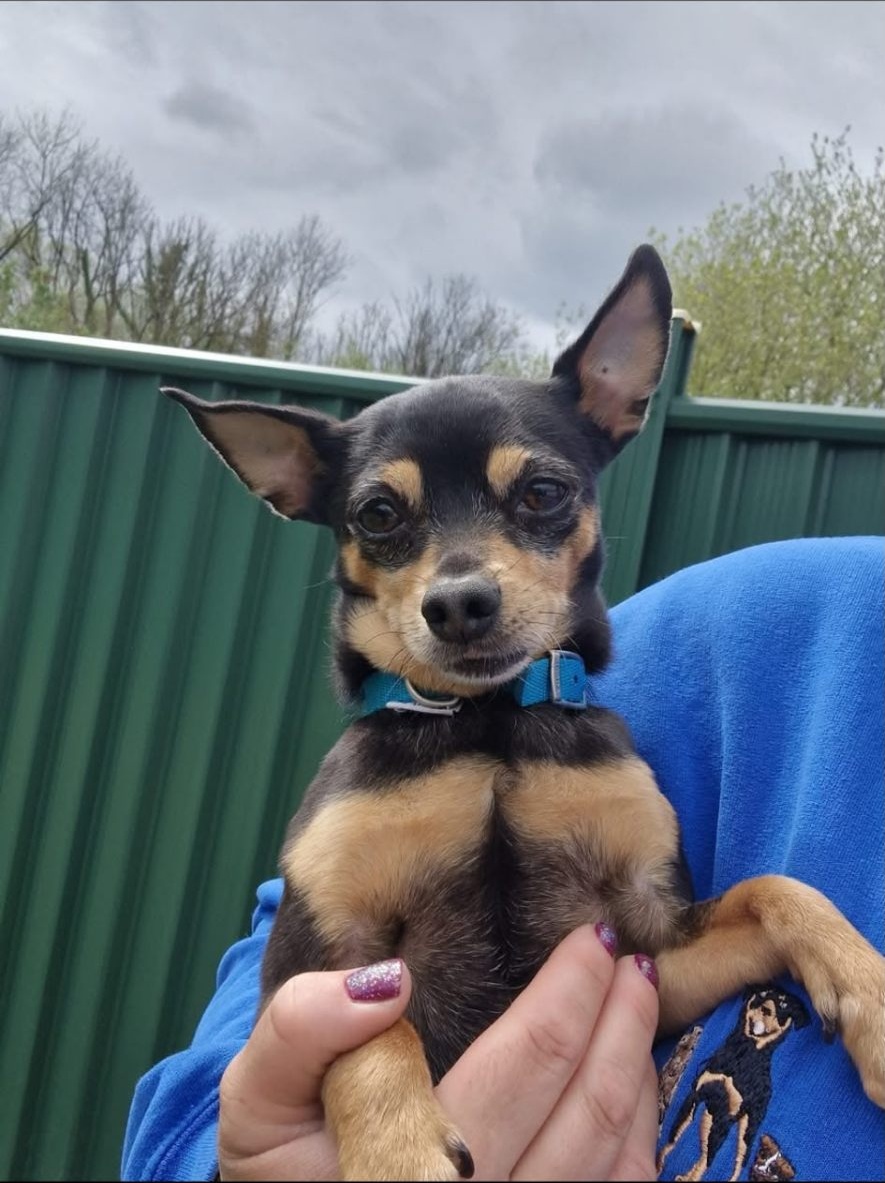 Small black and tan chihuahua being cuddled