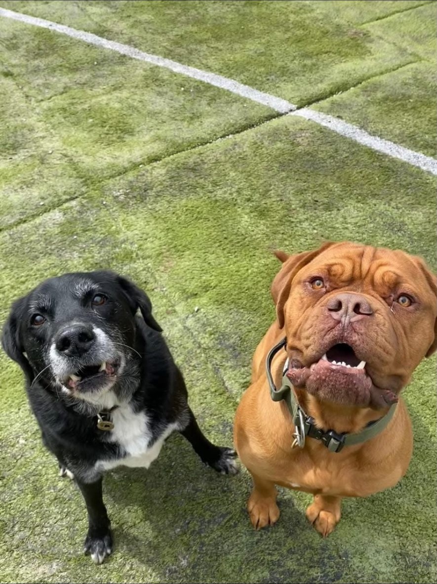 Black Labrador and Dogue de Bordeaux together in the play area