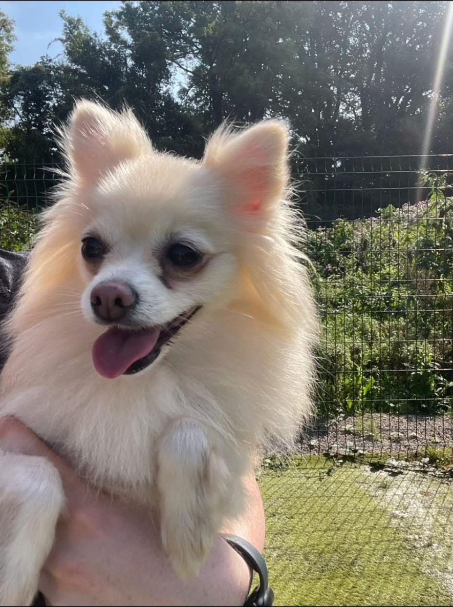Cream Pomeranian smiling in the sunshine