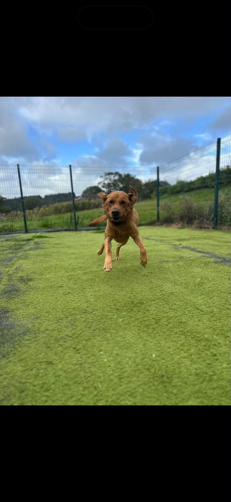 Fox red Labrador running with ears flying in the play area