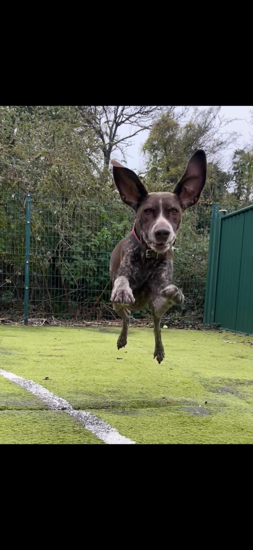Brindle dog leaping with big ears up mid-air