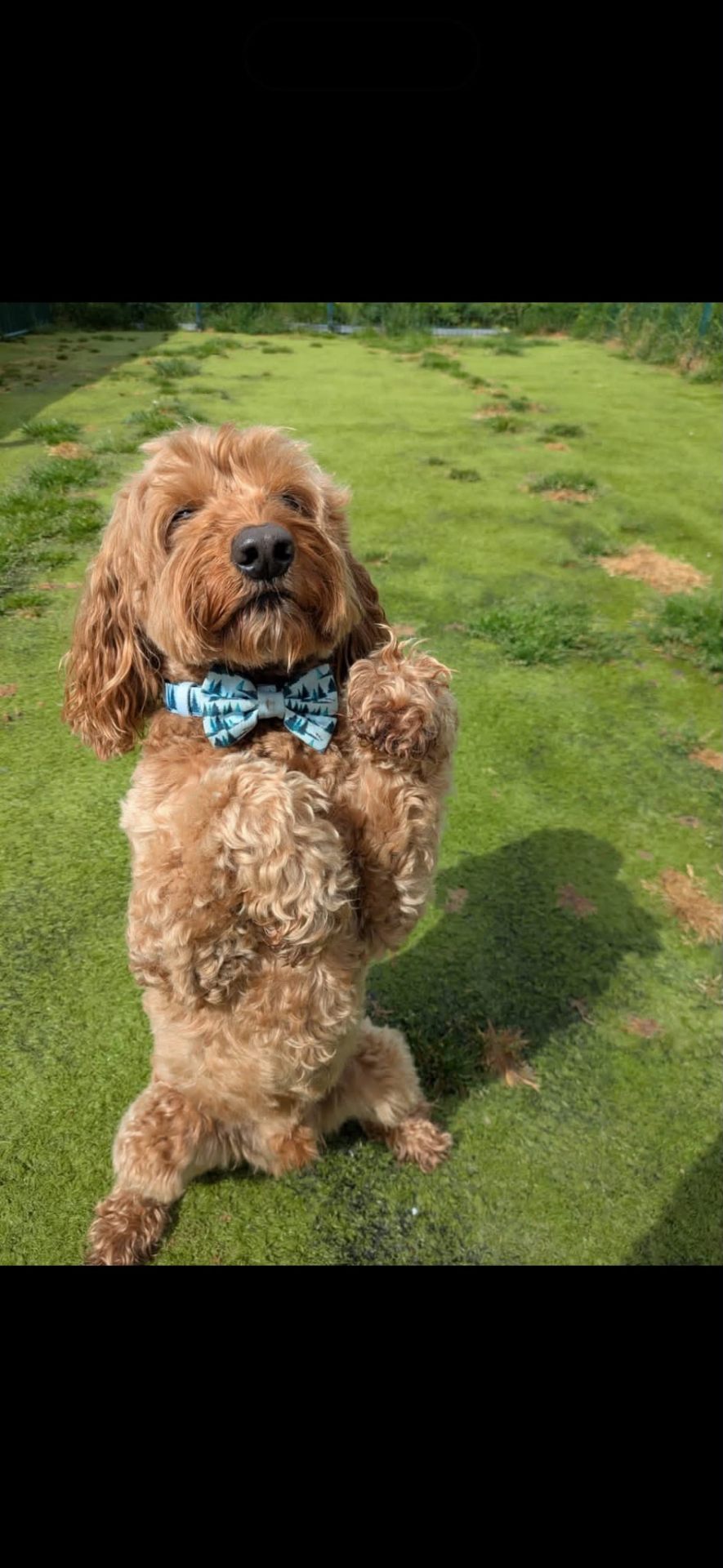 A Cockapoo guest wearing a blue bow tie