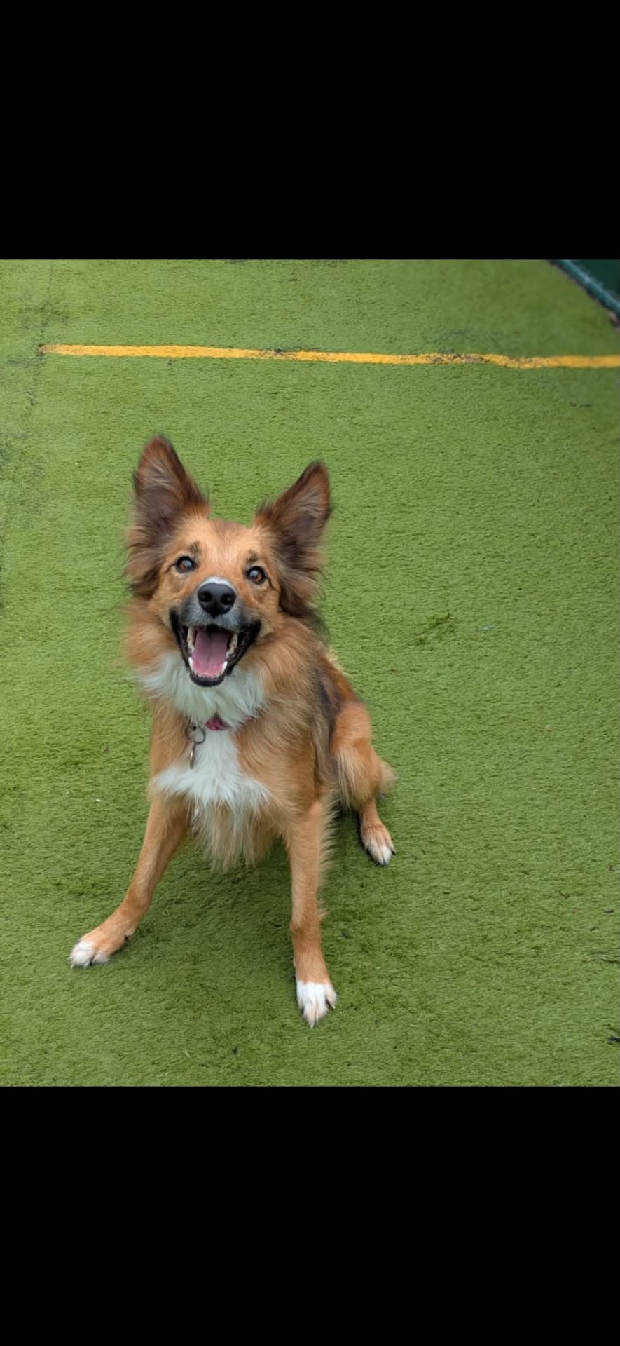 Smiling collie mix sitting on the AstroTurf