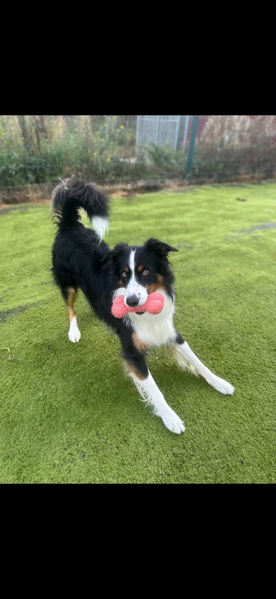A Border Collie playing with a toy in an AstroTurf play area