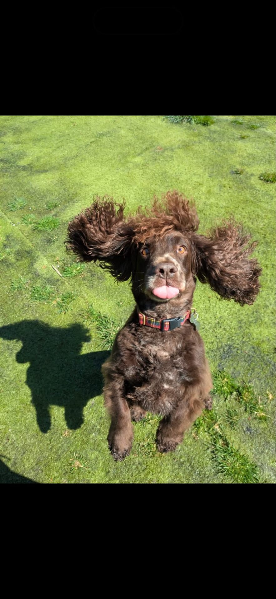 Chocolate cocker spaniel jumping with ears flapping