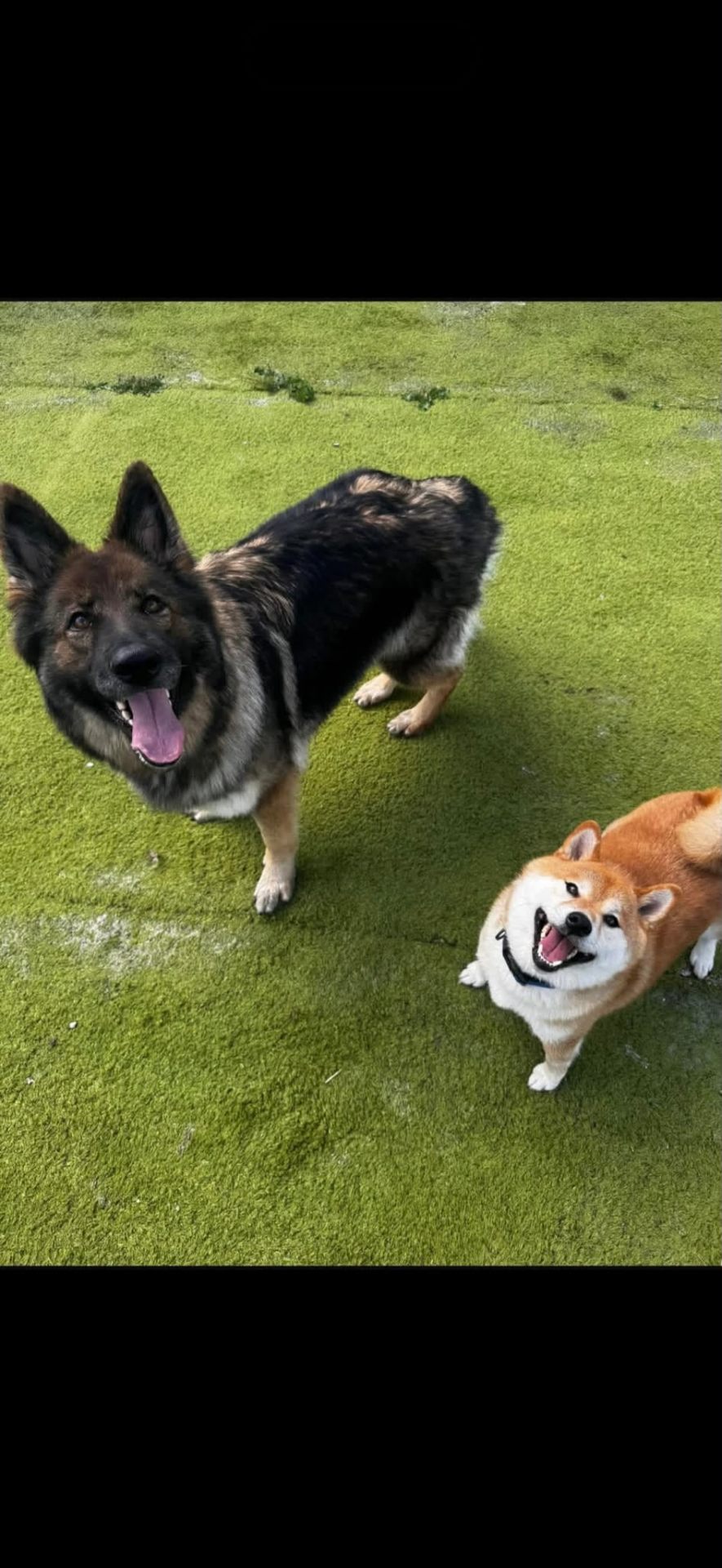 Two dogs together in an AstroTurf play area