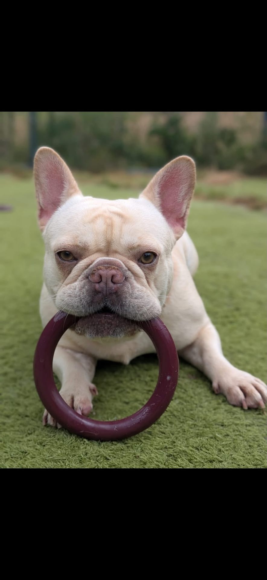 Cream French Bulldog resting with a rubber ring toy